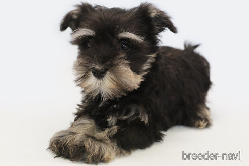 成約済の神奈川県のミニチュアシュナウザー-336013の1枚目